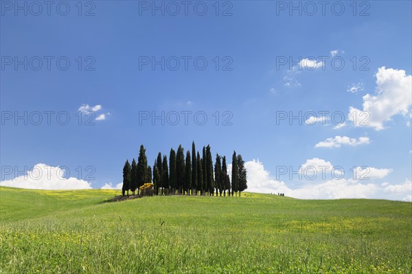 Cypress tree group at San Quirico