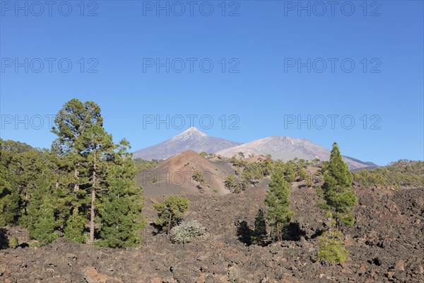 Lava with view of the volcanoes Teide and Pico Viejo