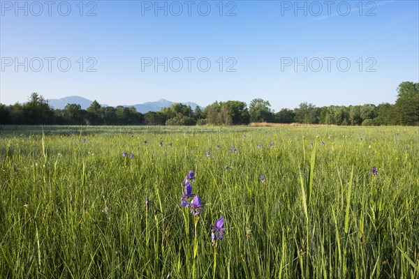 Siberian iris (Iris sibirica) on bog meadow