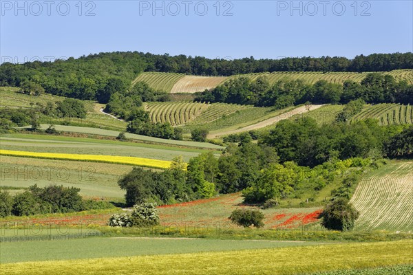 Landscape of fields and vineyard