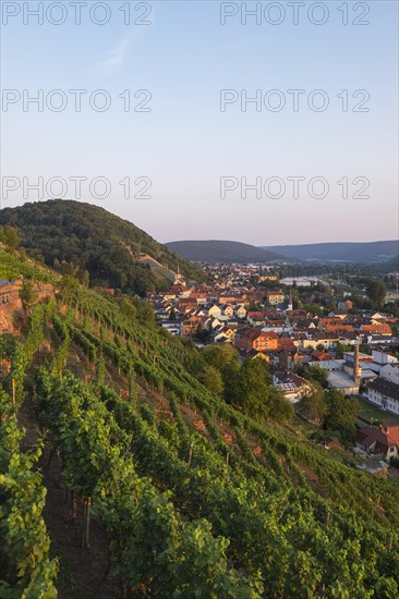 Vineyard on Schlossberg or Castle Hill