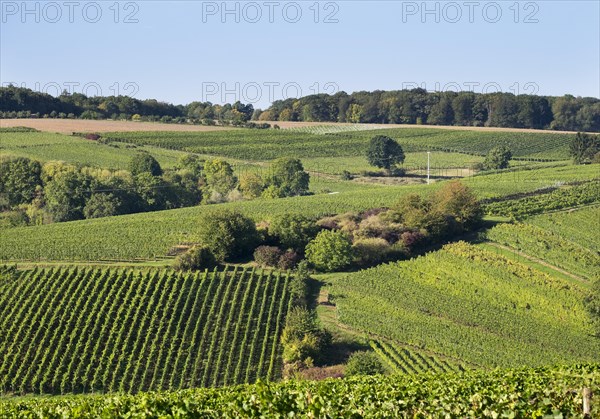 Vineyards near Escherndorf
