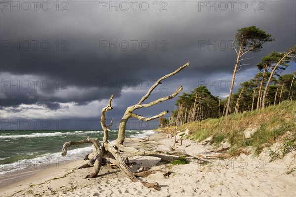 Dead tree on the west beach at the Baltic Sea