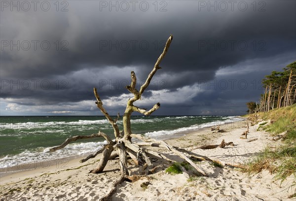 Dead tree on the west beach at the Baltic Sea