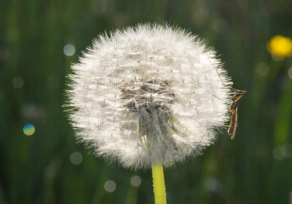 Dandelion (Taraxacum official) flower head with crane fly