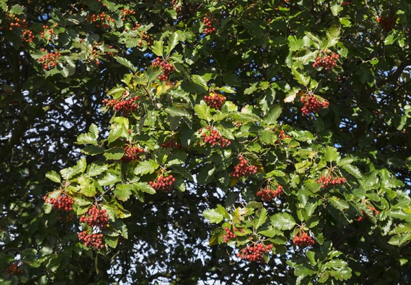 Common whitebeam (Sorbs aria) leaves and fruit