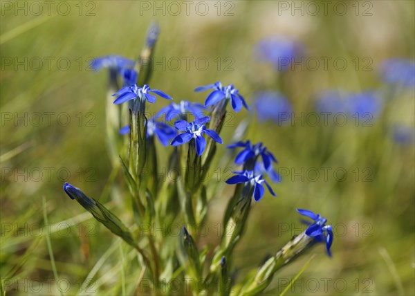 Alpine gentian (Gentiana nivalis)