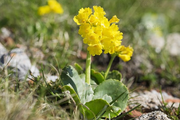 Auricula (Primula auricula)