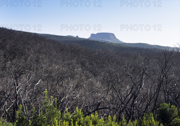 Burnt laurel forest