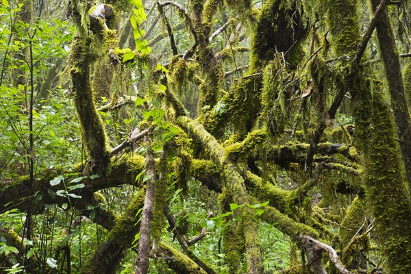 Mossy tree branches in a laurel forest
