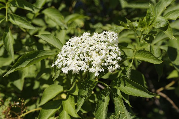 European black elderberry (Sambucus nigra) blossoms