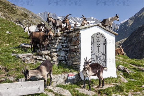 Goats by a small chapel