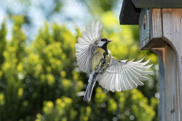Great Tit (Parus major)