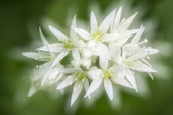 Wild Garlic (Allium ursinum)