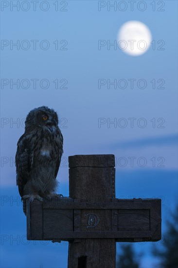 Eurasian eagle-owl (Bubo bubo)