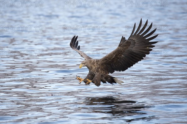 White-tailed eagle (Haliaeetus albicilla) hunting over water