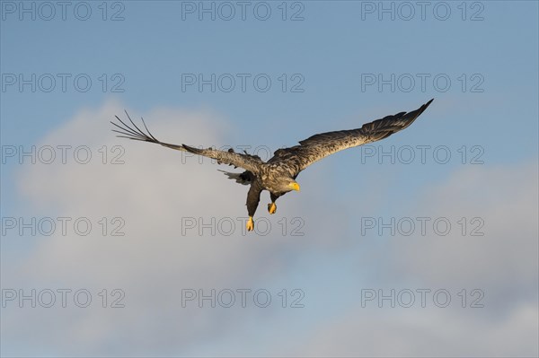 White-tailed eagle (Haliaeetus albicilla) in flight