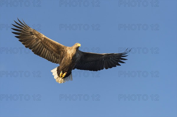 White-tailed eagle (Haliaeetus albicilla) in flight