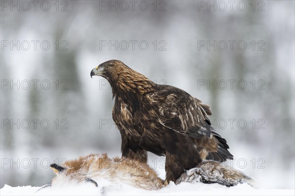 Golden Eagle (Aquila chrysaetos) with fox as prey in snow