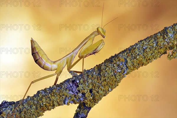 Yen's Red-armed Mantis (Hierodula venosa)