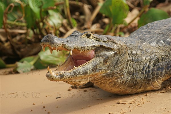 Yacare caiman (Caiman Yacare