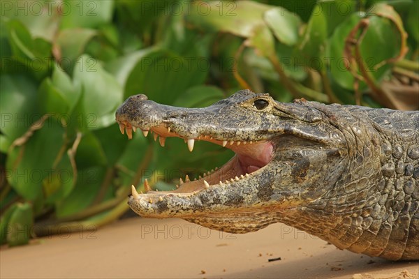 Yacare caiman (Caiman Yacare