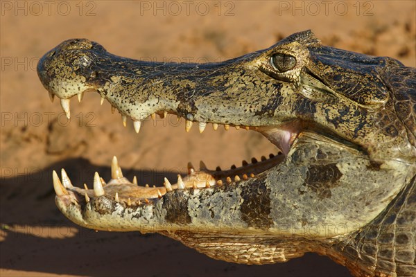 Yacare caiman (Caiman Yacare