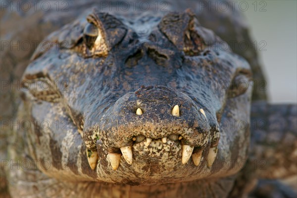 Yacare caiman (Caiman Yacare