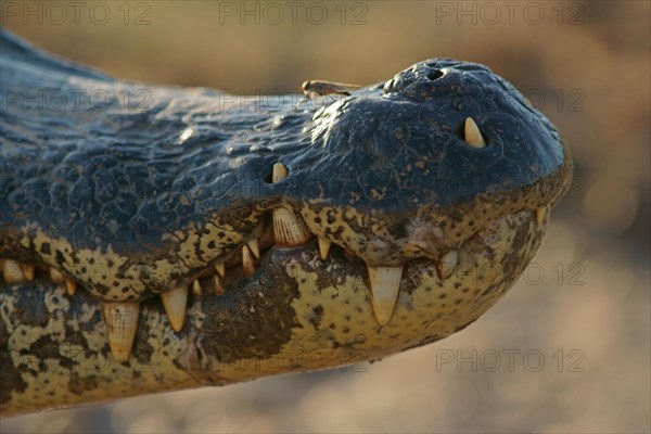 Yacare caiman (Caiman Yacare