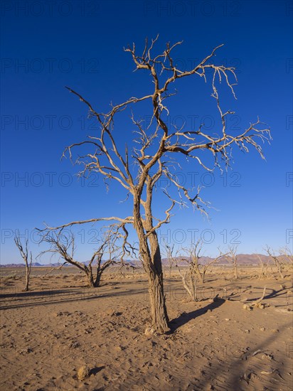 Dried out camel thorn tree (Acacia erioloba) in Kulala Wilderness Reserve on the edge of the Namib Desert