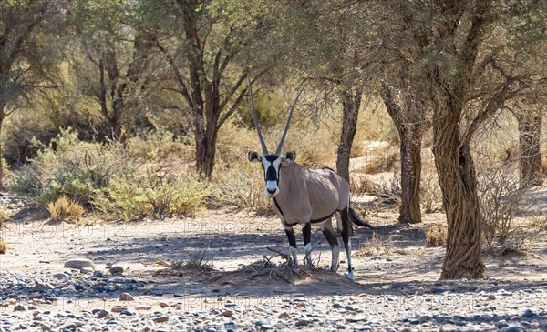 Gemsbok (Oryx gazella)