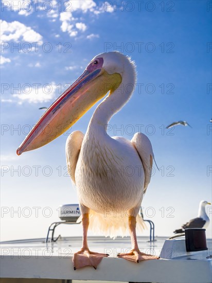 Great white pelican (Pelecanus onocrotalus)