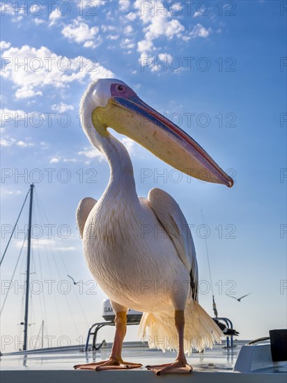 Great white pelican (Pelecanus onocrotalus)