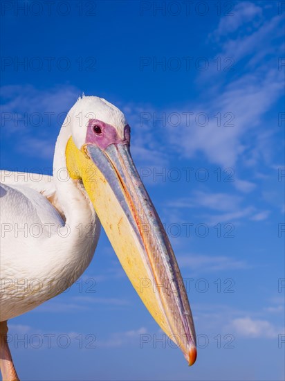 Great white pelican (Pelecanus onocrotalus)