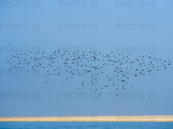Flock Of Birds flying over sandbank