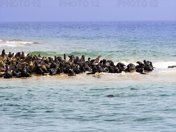 Brown fur seals (Arctocephalus pusillus)