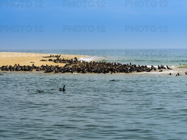 Brown fur seals (Arctocephalus pusillus)