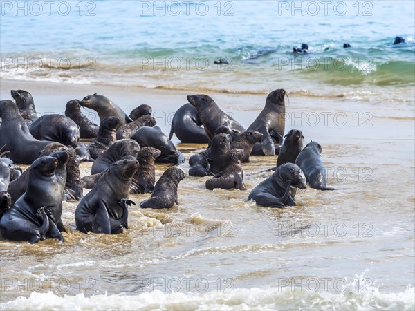 Brown fur seals (Arctocephalus pusillus)