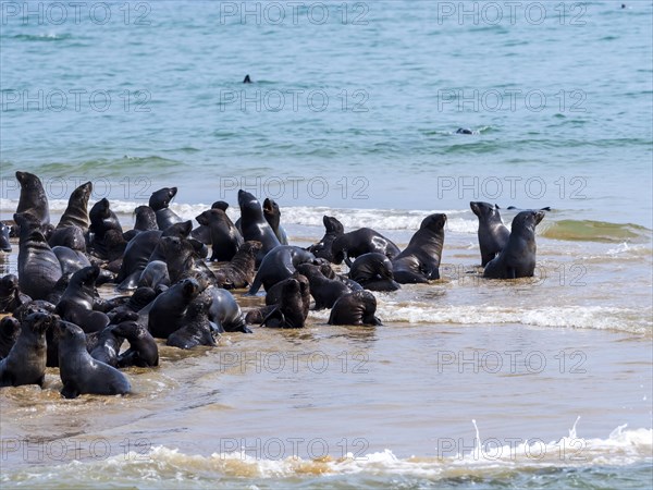 Brown fur seals (Arctocephalus pusillus)