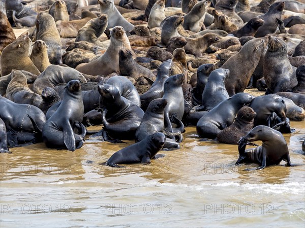 Brown fur seals (Arctocephalus pusillus)