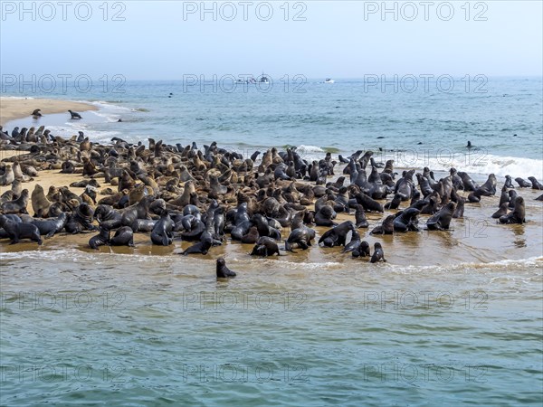 Brown fur seals (Arctocephalus pusillus)
