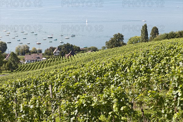 Vineyard