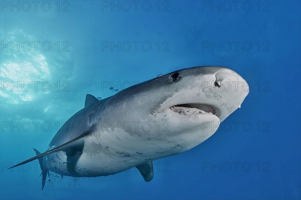 Tiger Shark (Galeocerdo cuvier)