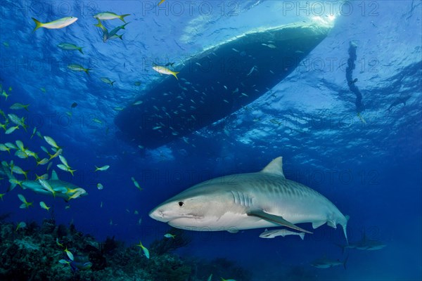 Tiger Shark (Galeocerdo cuvier)