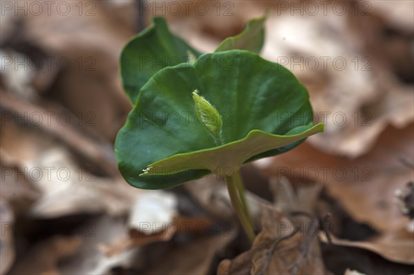 European Beech seedling (Fagus sylvatica)