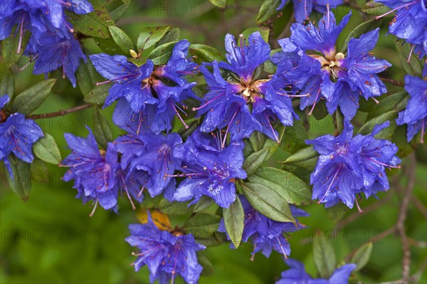 Blue Azalea flowers (Azalea)