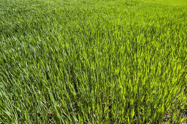 Young Winter wheat (Triticum)