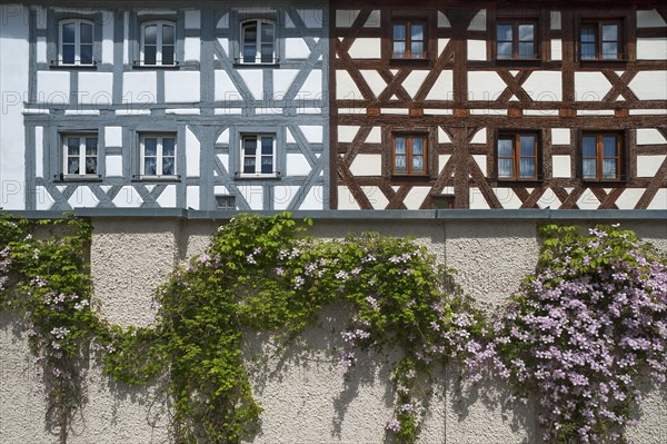 Flowering Clematis (Clematis) on a wall
