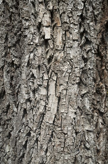 Bark of a Walnut tree (Juglans sp.)