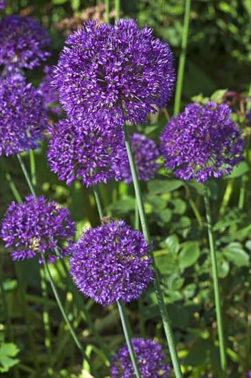 Giant Onion (Allium giganteum)
